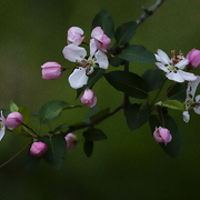 Apple_blossom_time_card