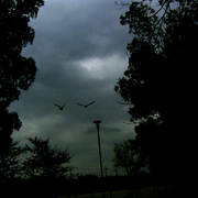 Nightbirds_card