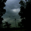 Nightbirds_thumb
