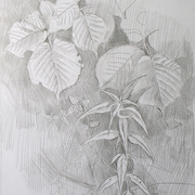 2007-foliage-of-the-hazel4