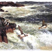 Puffins_card