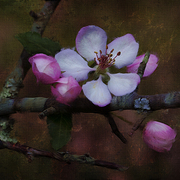 Spring_dressing_card