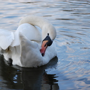 Dsc_0014_card