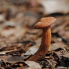 Dsc_0018_thumb