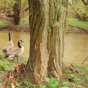 Geese_by_the_creek_in_neshanic_card