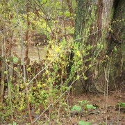 Tree_by_the_creek_card