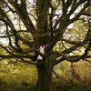 928462-3-tree35_thumb