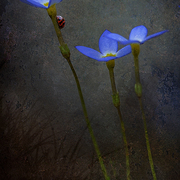 Dark_springs_card