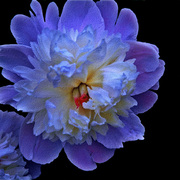 Glowing-flower-on-canvas-small_640__card