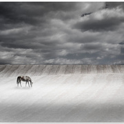 Misty-pasture_small_640__card