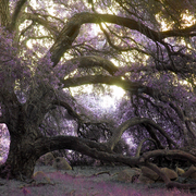 Fairytree_card