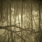 Sepia_branch_card