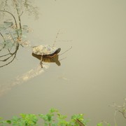 Turtle_home_card
