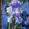 Iris_2_thumb