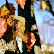 Dsc_0488_card