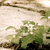 Dsc_0047_tiny_square