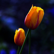 058042911e_card