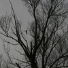 Img_0803_thumb