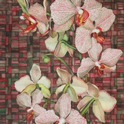 Orchids_003_card