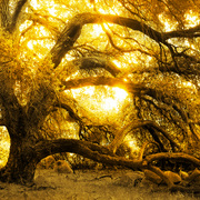 Goldenoak_card