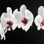 Dscf0317_card