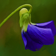 Violet_card