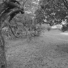 Tree_thumb