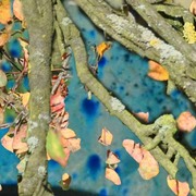 Fairytree_card