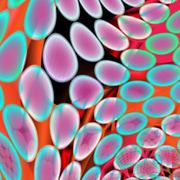 Genetic_art_psychedelic_blobs_purple_green_over_red_card