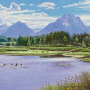 Blackburn-pelicans_rising_card