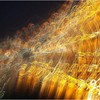 06_painting_music_with_light__finale_furioso_thumb