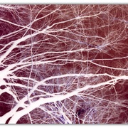 Untitled-1_card