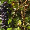 Vs_07_wine_beforeandafter_thumb