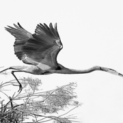 Hi_key_bird_in_flight20x24_card