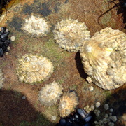 2008_10240018_card