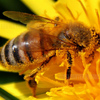 Bee_2011_02_custom__thumb