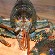Lobster1_card