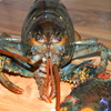 Lobster1_thumb