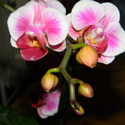 Orchidmothersday2011_card