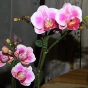 Orchid2_card