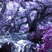 Fairyforest_card