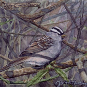 Whitecrownedsparrow_card
