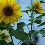 Dsc01232_card