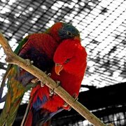 Rainbow_lorikeet_by_ikuzimil_card