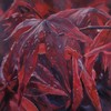 Acer_rubrum_thumb