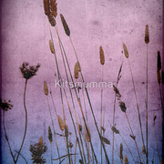 934748-1-dusk_watermark_card