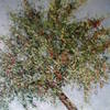 Tree_two_thumb