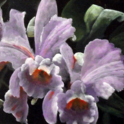 Dscf0318_bewerkt-1_card