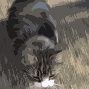 Img_6177catartistic_copy_card