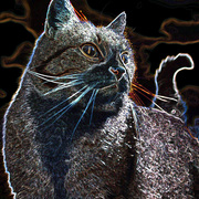 Img_6194cat1blackout_card